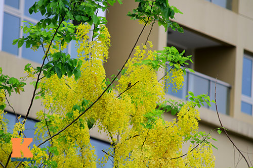 Bò cạp vàng quot;đón nắngquot; dưới trời Hà Nôi - 10