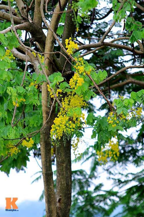 Bò cạp vàng quot;đón nắngquot; dưới trời Hà Nôi - 11