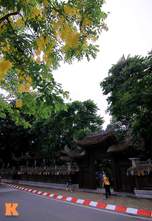 Bò cạp vàng quot;đón nắngquot; dưới trời Hà Nôi - 18