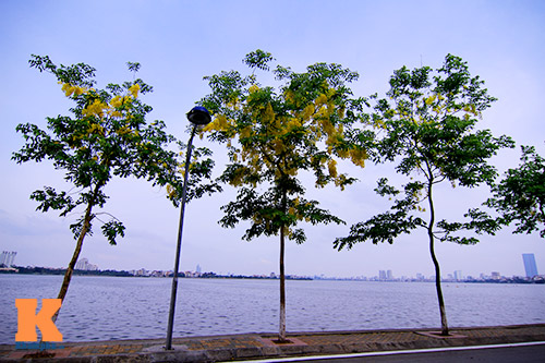 Bò cạp vàng quot;đón nắngquot; dưới trời Hà Nôi - 1