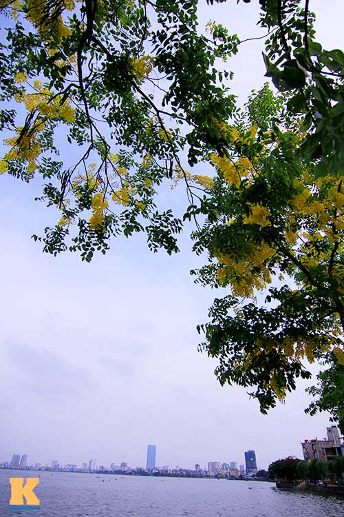 Bò cạp vàng quot;đón nắngquot; dưới trời Hà Nôi - 2