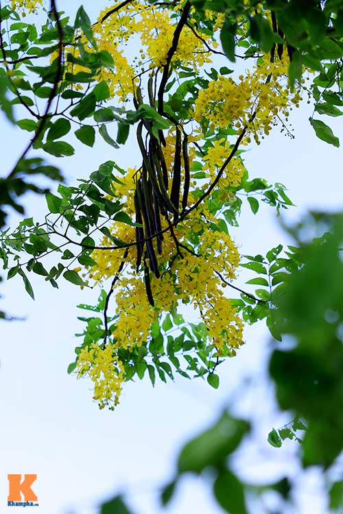 Bò cạp vàng quot;đón nắngquot; dưới trời Hà Nôi - 4