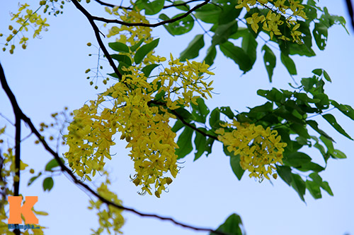 Bò cạp vàng quot;đón nắngquot; dưới trời Hà Nôi - 15