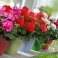 Nhà đẹp - 5 loài cây tuyệt thơm đáng trồng cho nhà nhỏ