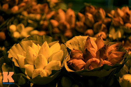 Chợ sen sớm ở Hà thành - 9