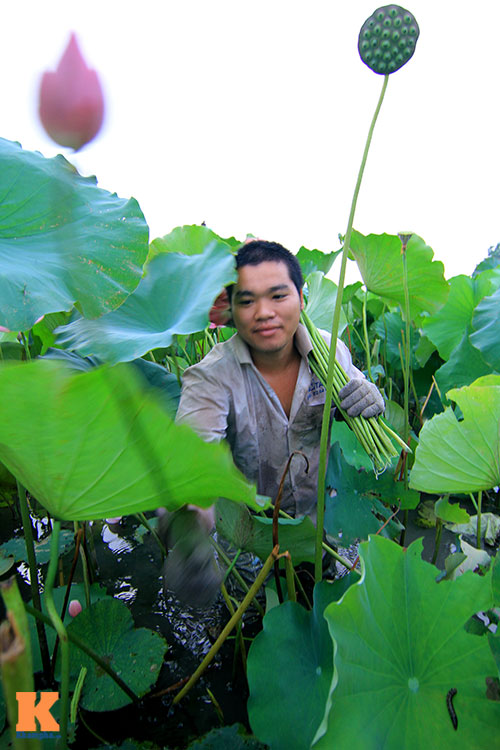 Hà Nội thơm ngát mùa sen nở - 11