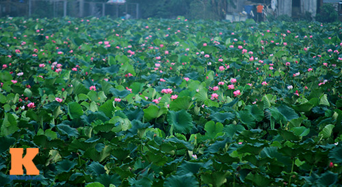 Hà Nội thơm ngát mùa sen nở - 1