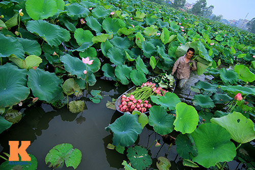 Hà Nội thơm ngát mùa sen nở - 2