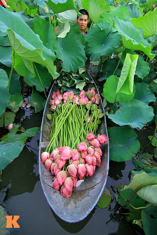 Hà Nội thơm ngát mùa sen nở - 7