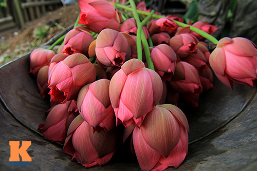Hà Nội thơm ngát mùa sen nở - 13