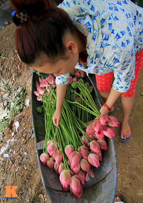 Hà Nội thơm ngát mùa sen nở - 16