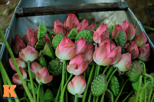 Hà Nội thơm ngát mùa sen nở - 12