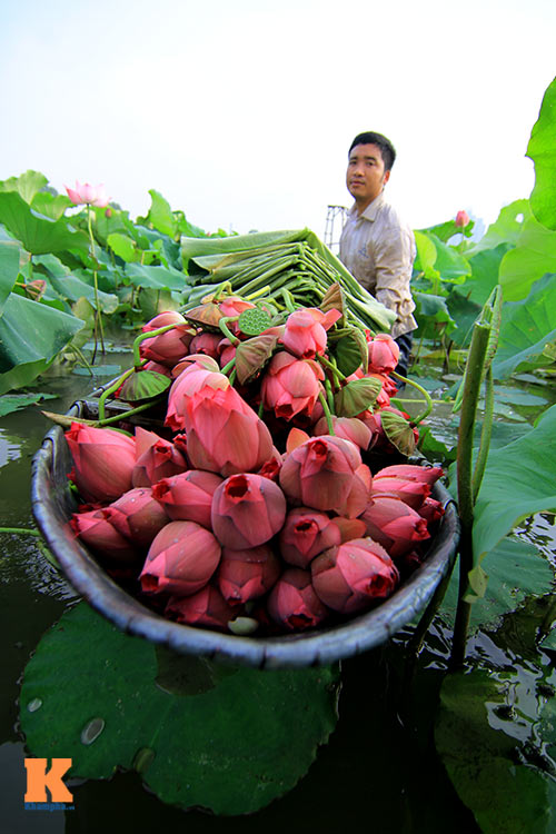 Hà Nội thơm ngát mùa sen nở - 5