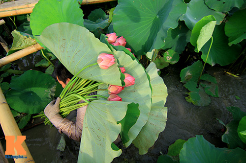 Hà Nội thơm ngát mùa sen nở - 17