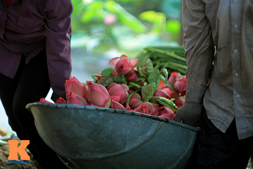 Hà Nội thơm ngát mùa sen nở - 14