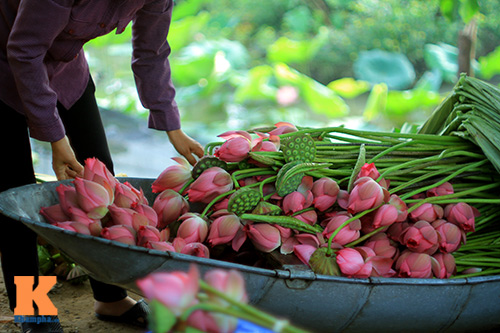 Hà Nội thơm ngát mùa sen nở - 15