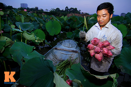 Hà Nội thơm ngát mùa sen nở - 3