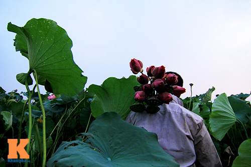Hà Nội thơm ngát mùa sen nở - 10