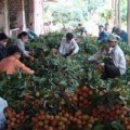 Mua sắm - Giá cả - Doanh nghiệp Việt điều tiết lại thị trường