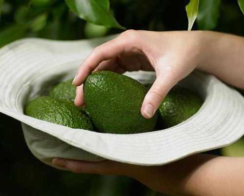 Chăm ăn bơ: da mẹ đẹp, con nhanh lớn - 7