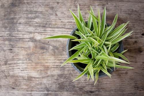 5 loại cây thích hợp với môi trường thiếu sáng - 2