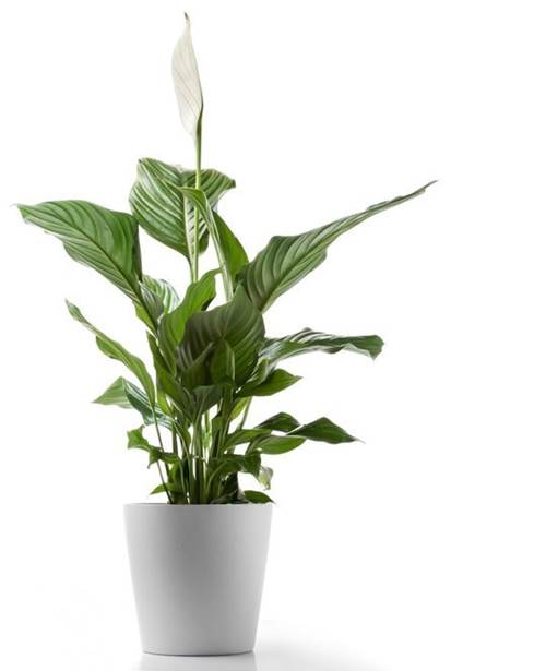 5 loại cây thích hợp với môi trường thiếu sáng - 5