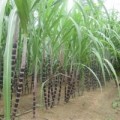 Tin tức - Nghi án một phụ nữ bị hiếp, giết trong ruộng mía