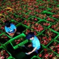 Mua sắm - Giá cả - Vì sao giá thanh long đầu vụ hạ thê thảm?