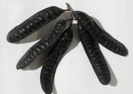 Bồ kết trị trúng phong, động kinh - 3