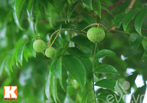 Mùa sấu non đã bắt đầu rồi chị em nhé! - 3