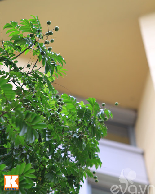 Mùa sấu non đã bắt đầu rồi chị em nhé! - 1