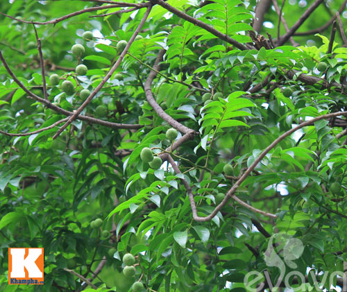 Mùa sấu non đã bắt đầu rồi chị em nhé! - 2