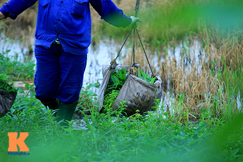 HN: Rau muống trồng trên mương nước thải - 12