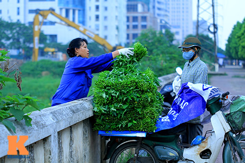 HN: Rau muống trồng trên mương nước thải - 13