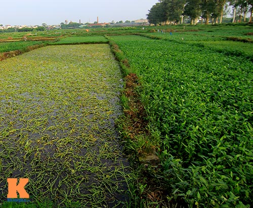 HN: Rau muống trồng trên mương nước thải - 2