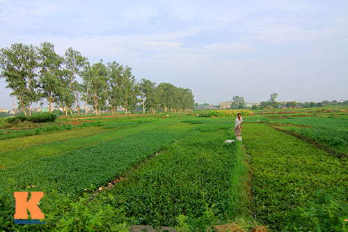 HN: Rau muống trồng trên mương nước thải - 1