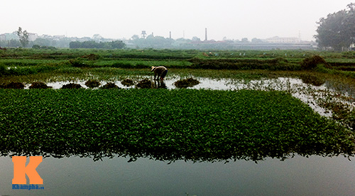 HN: Rau muống trồng trên mương nước thải - 4