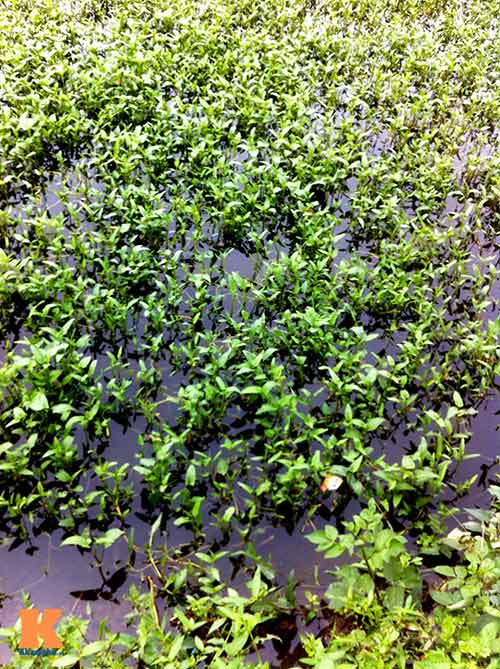 HN: Rau muống trồng trên mương nước thải - 6