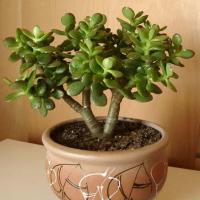 Mục sở thị bên trong nhà của chuyên gia phong thủy lẫy lừng - 14
