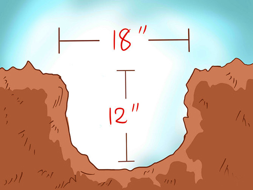 Trồng hoa hồng leo ai nhìn cũng phải mê - 5