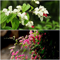 Trồng hoa hồng leo ai nhìn cũng phải mê - 18