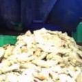Tin tức - Clip: Mục sở thị cơ sở làm măng siêu bẩn