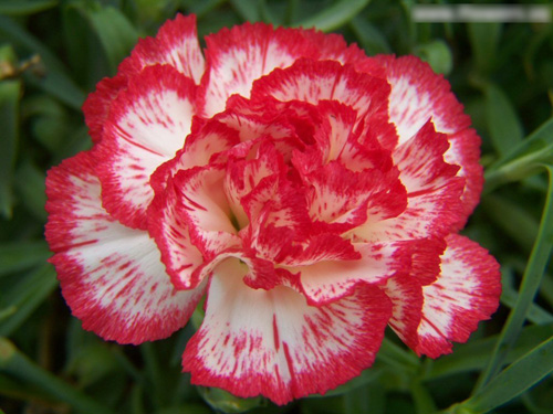 Soi loài hoa đem lại may mắn cho 12 cung hoàng đạo - 10