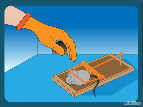 Bốn bước hiệu quả cho nhà chẳng còn chuột gặm nhấm - 7