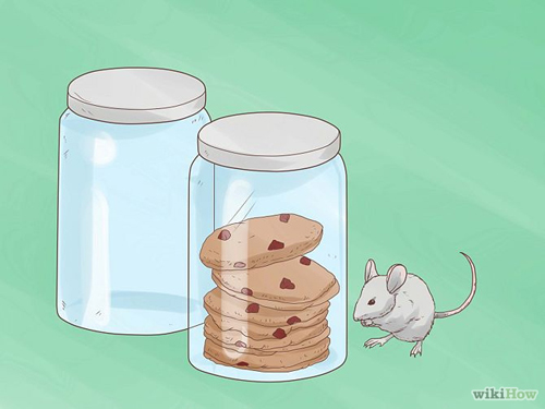 Bốn bước hiệu quả cho nhà chẳng còn chuột gặm nhấm - 2