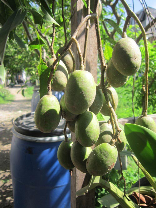 Trồng cóc Thái sai quả trong chậu ngay ở nhà phố - 6
