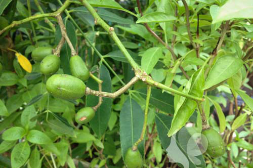 Trồng cóc Thái sai quả trong chậu ngay ở nhà phố - 5