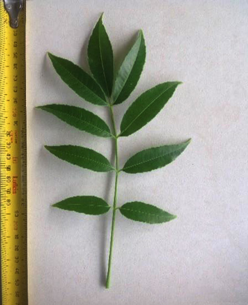 Trồng cóc Thái sai quả trong chậu ngay ở nhà phố - 2
