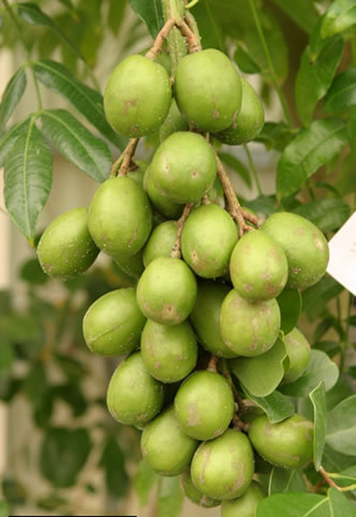 Trồng cóc Thái sai quả trong chậu ngay ở nhà phố - 1
