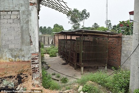 Báo Anh quot;lên ánquot; trang trại mật gấu tại Việt Nam - 2